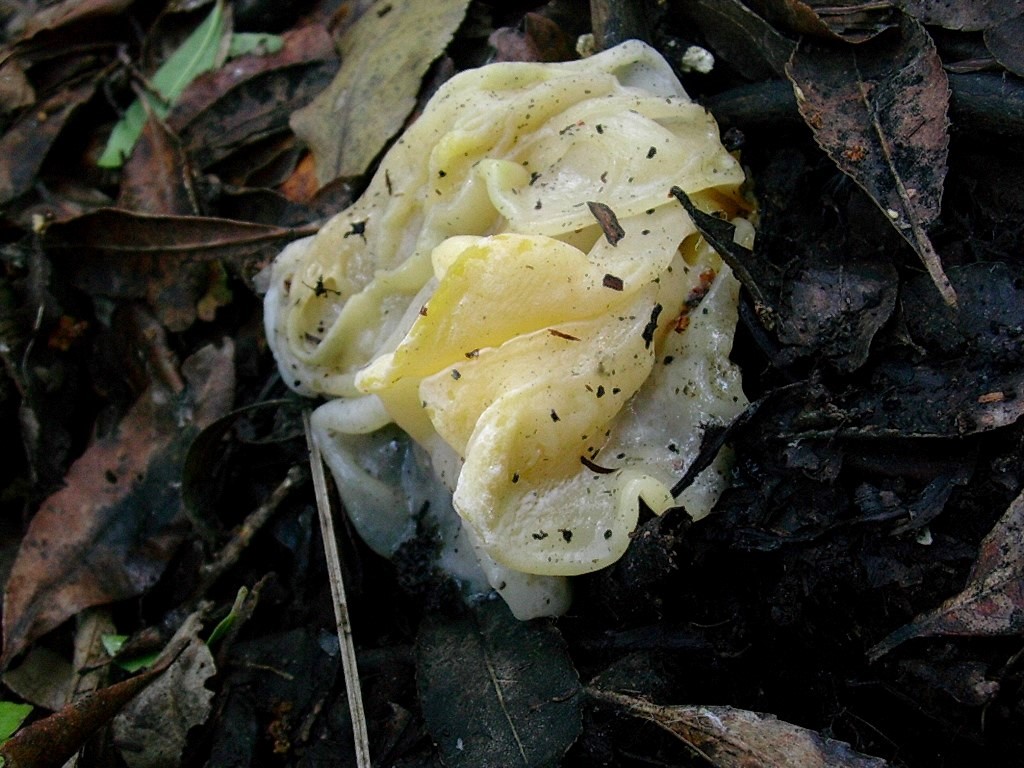 1214 Dicembre vecchio ritrovamento